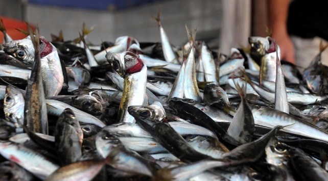 You are currently viewing Balık fiyatı belirlenmesi