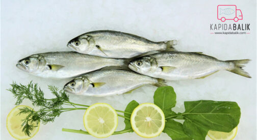 Medium Blue Fish