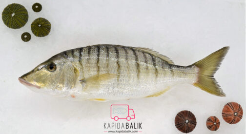 Striped Sea Breasm (Mırmır)