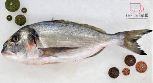 Sea bream 600gr. and over