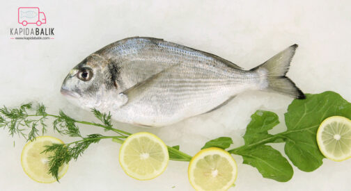 Sea bream (Medium) 300 – 600gr.
