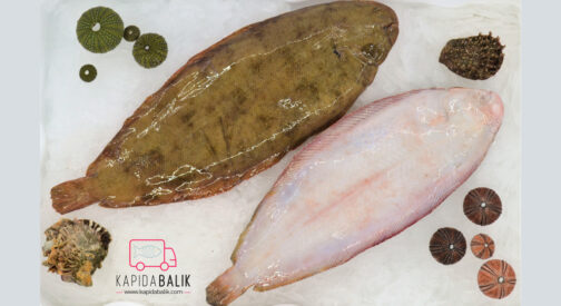 Sole fish (Large)  /KG