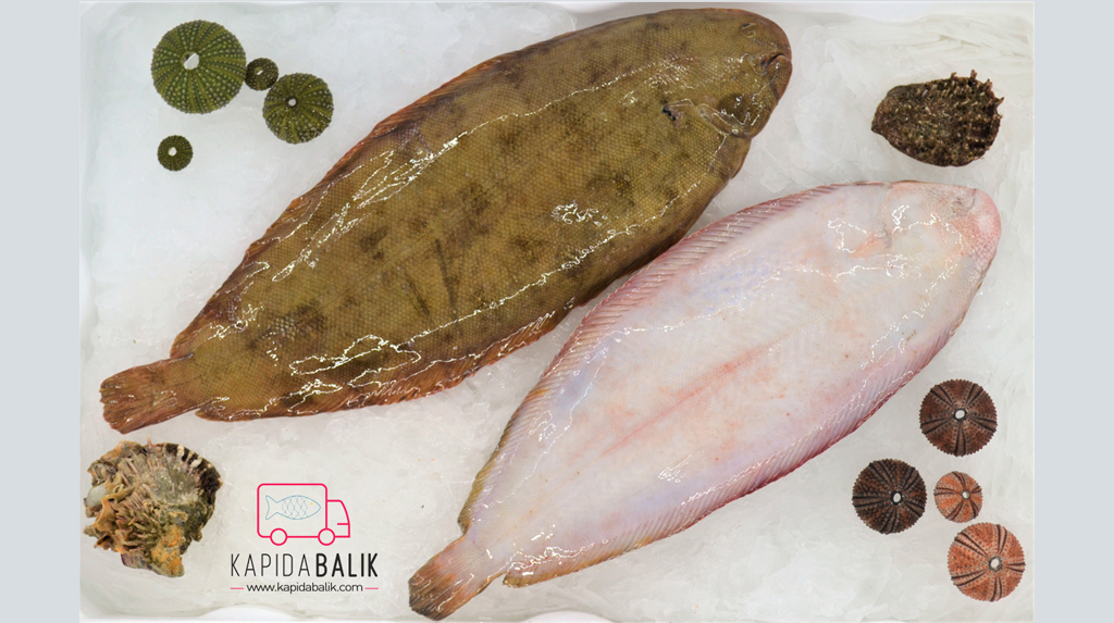 Sole fish (Large) /KG