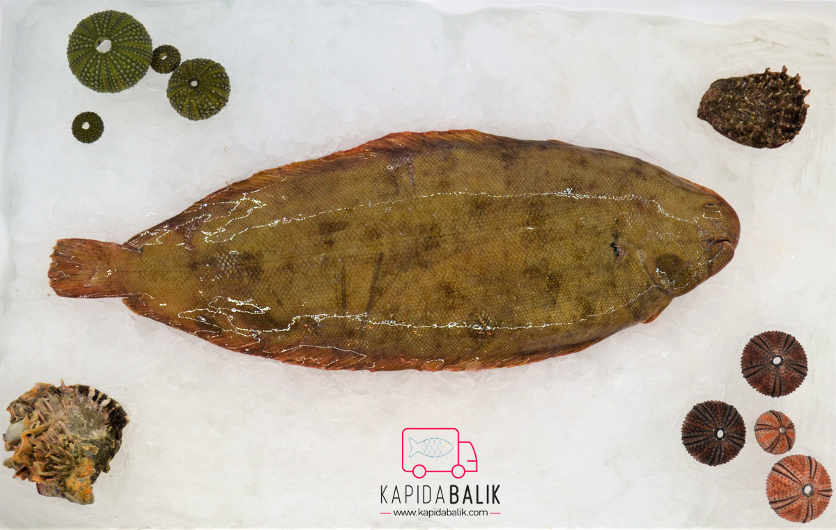 Sole fish (Large) /KG - Image 2