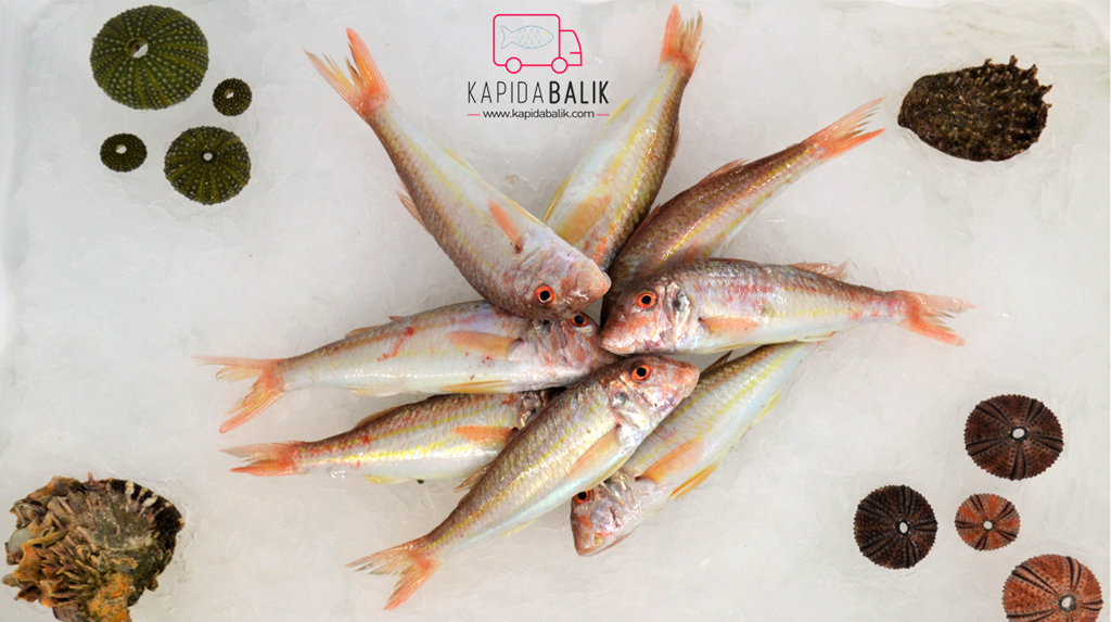 Striped Red Mullet (Large)