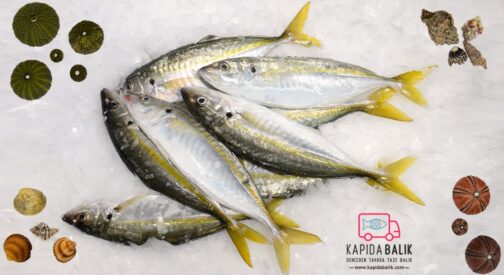 Yellowtail Horse Mackerel