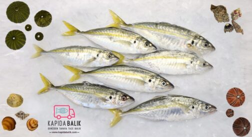 Yellowtail Horse Mackerel