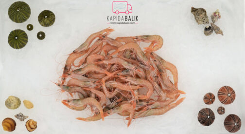 Shrimp