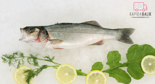 Sea bass  (Thin) 300 – 600gr.