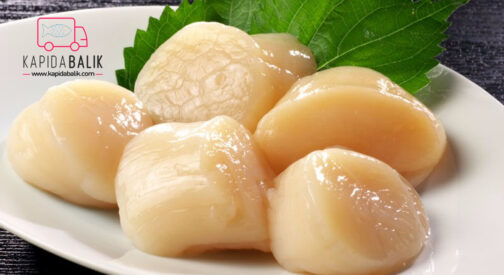 Scallop /KG
