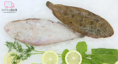 Sole fish (Medium)