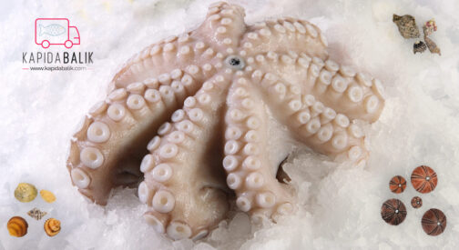 Octopus (MOSKO BABY)