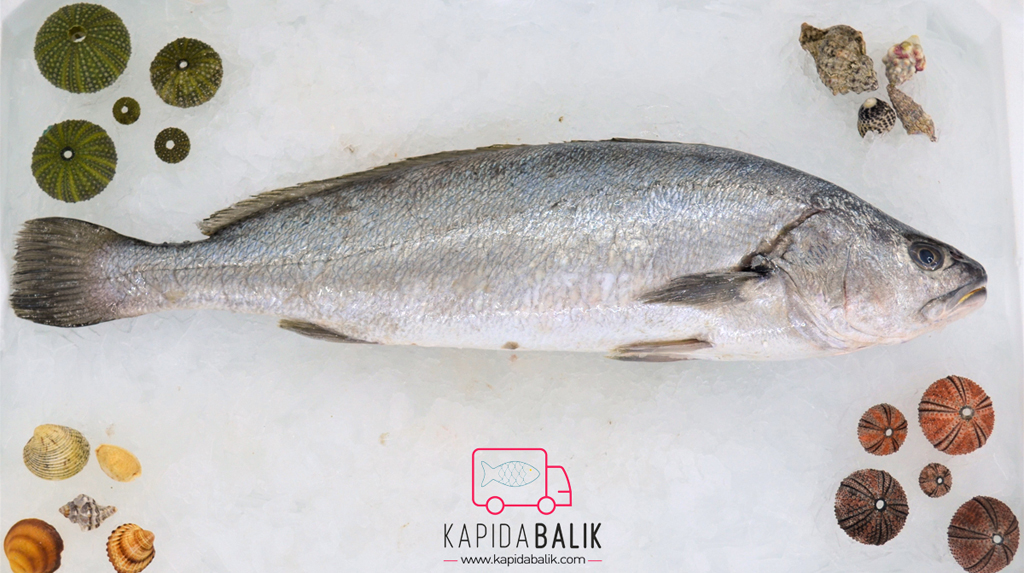 Stone basse (Granyöz) - 1500 Gr-2000 Gr.