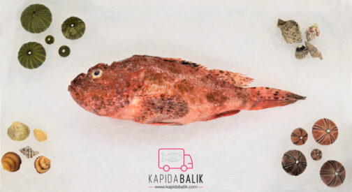 Red Scorpio fish (Adabeyi)