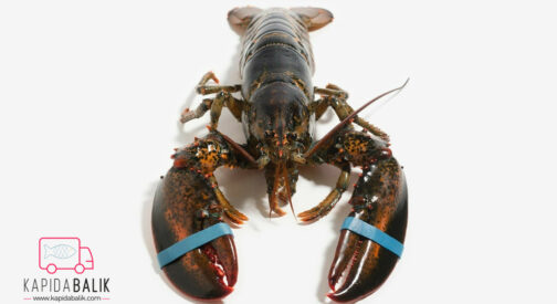 Lobster