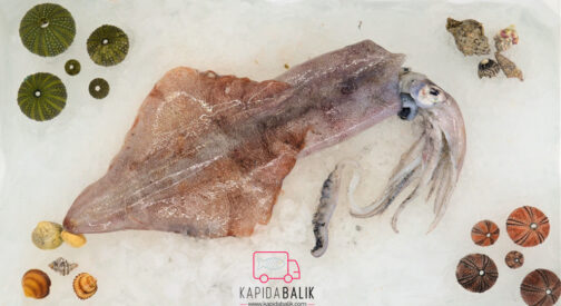Fresh Squid