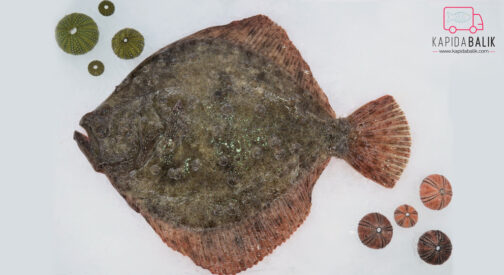 Turbot