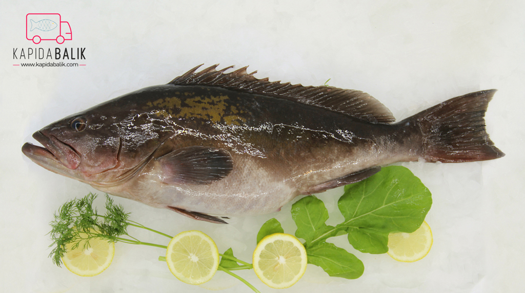 Black Grouper (Grida)