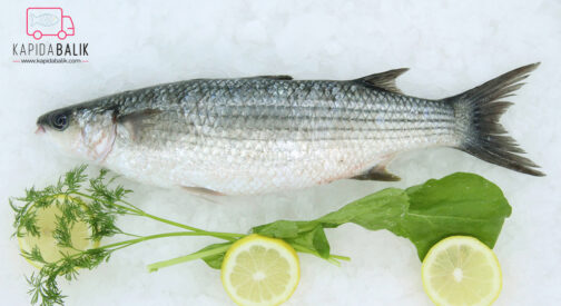 Gray Mullet