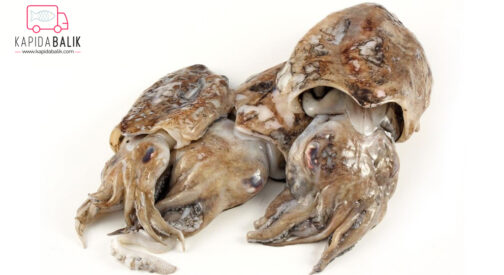 Cuttle Fish (Subye)- Uncleaned /KG