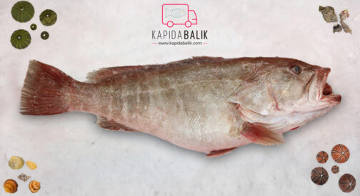 White Grouper (Lahoz) (Between 1 and 5 kg on average)