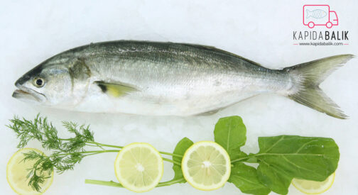 Bluefish – Avarage 1000 Gr.