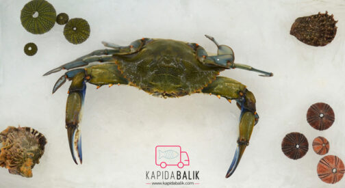 Blue Crab