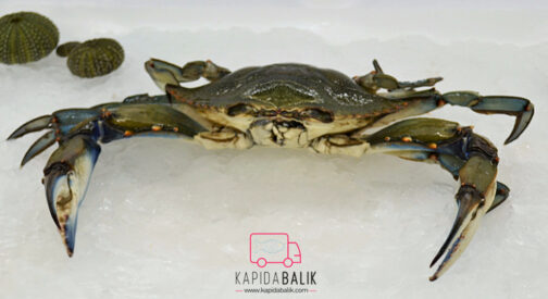 Blue Crab