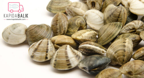 Sand Mussel (VONGOLE) /KG