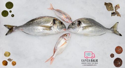 Sea bream – over 1kg. (Soil Pond)