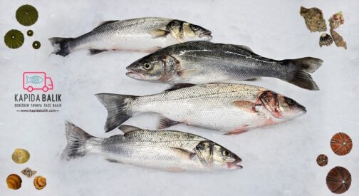 Sea bass (Sea product) (1500 Gr.-2000 Gr.)