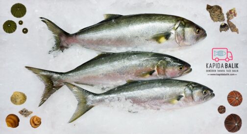 Large Bluefish – Avarage 2000 Gr.-3000 Gr.
