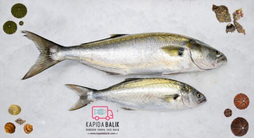 Large Bluefish – Avarage 2000 Gr.-3000 Gr.