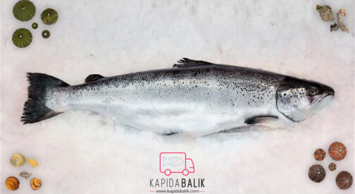 Norwegian Salmon (Whole)