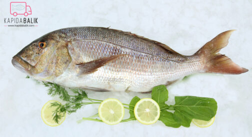 Common Dentex (Sinarit)