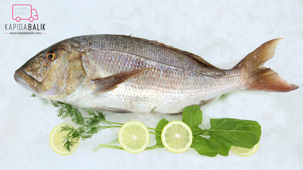 Common Dentex (Sinarit)