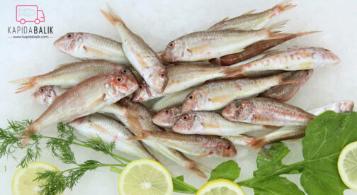 Striped Red Mullet (Medium)