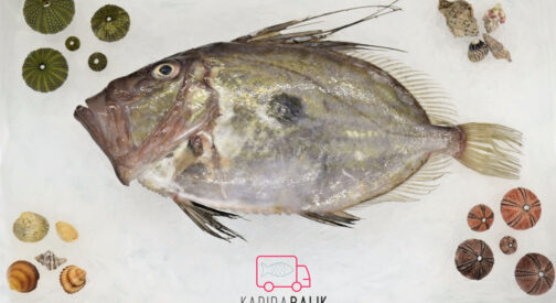 Zeus Faber – John Dory, Peter’s Fish