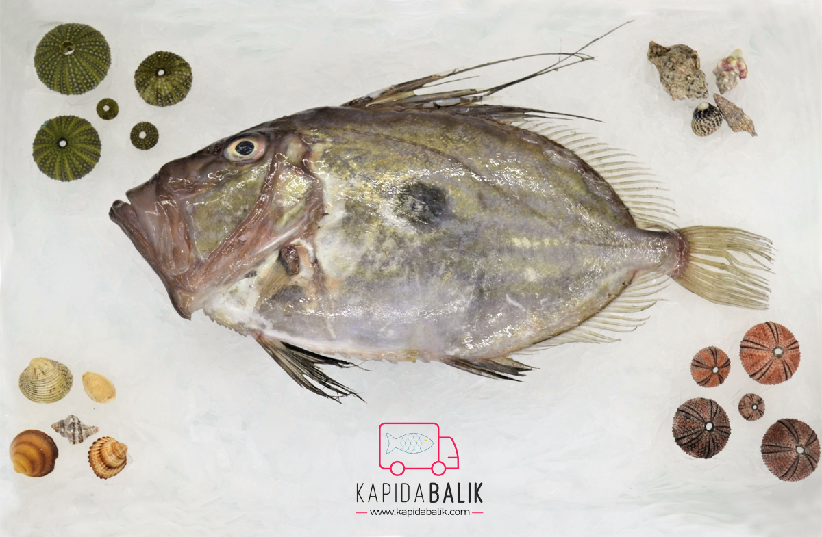 Zeus Faber - John Dory, Peter's Fish