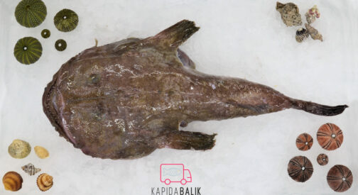 Angler-Monk Fish