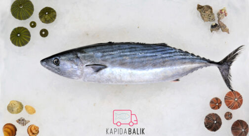 Atlantic – Belted Bonito
